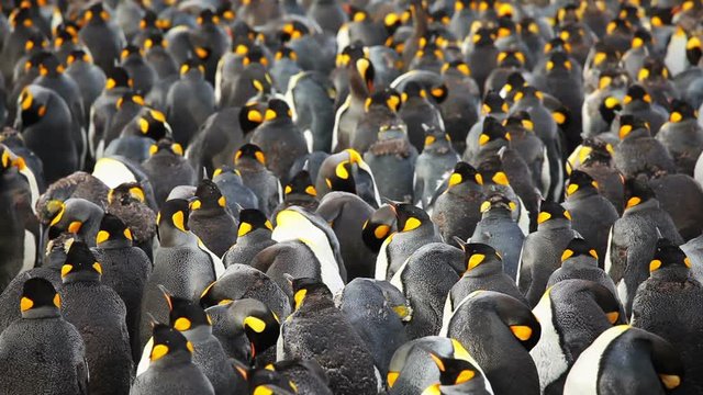 King Penguin colony on South Georgia. Juvenile penguins can be seen starting to molt their brown baby feathers.