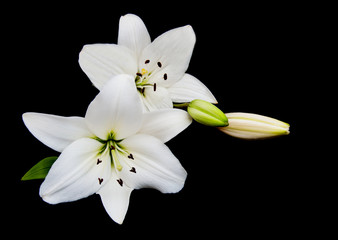 White lily on a black - obrazy, fototapety, plakaty