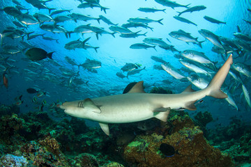 Fototapeta premium Shark and fish. Pregnant Whitetip Reef Shark