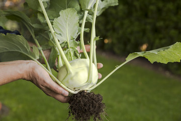 Frisch geernteter ganzer Kohlrabi