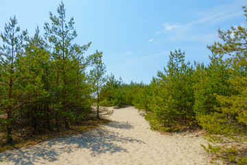 Fototapeta na wymiar Pine forest on the dunes at the Curonian Spit