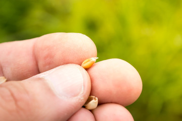 Wheat seeds in male hand