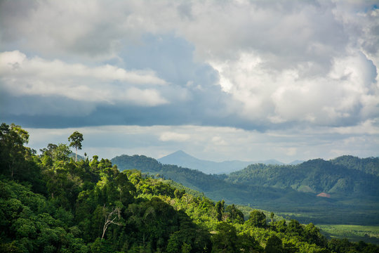 Fototapeta Mountain and trees of the rain forest