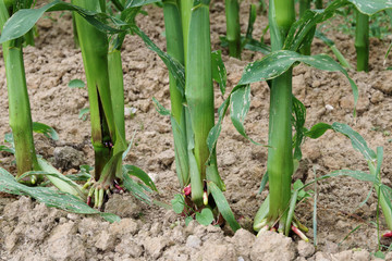 Pied de maïs