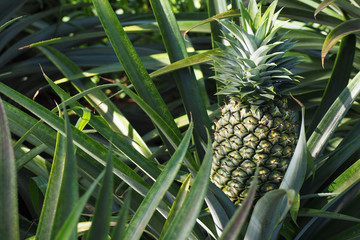 fresh pineapple growing up in garden