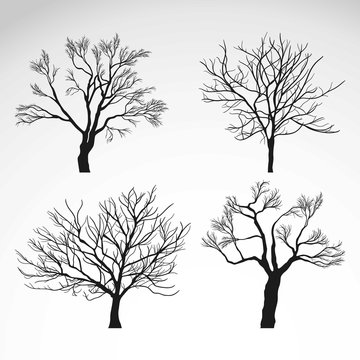 Winter trees silhouettes
