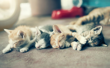 Dramatic moment A group of different kitten sleeping on the floo