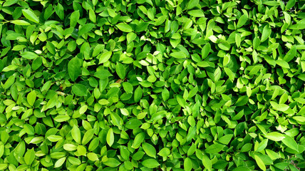 Leaves background