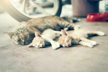 Fototapeta na wymiar Sweet moment A group of different kitten sleeping on the floor.I
