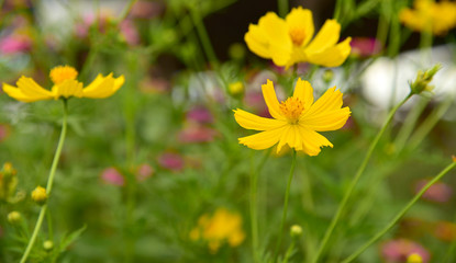 focus pollen , yellow flowers background, Queen Sirikit Park Tha