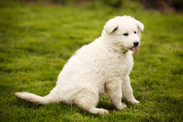 Dirty eight weeks old Swiss white shepherd puppy on lawn