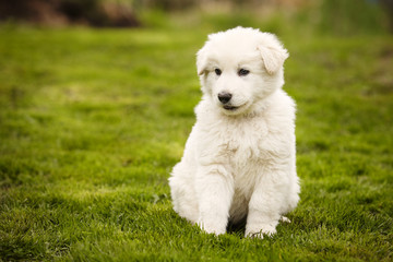 Eight weeks old Swiss white shepherd puppy on lawn