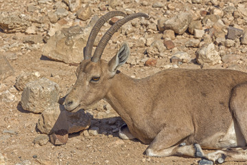Roe deer in the arid desert.