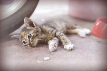 Sweet moment A group of different kitten sleeping on the floor.I
