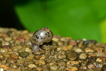 macro a snail