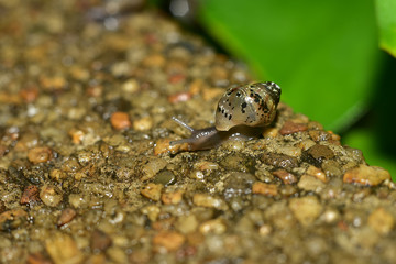 macro a snail