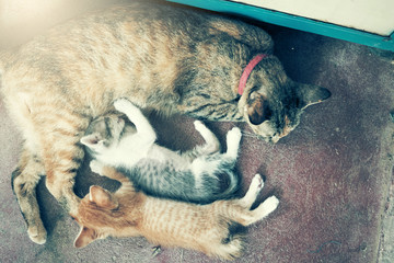 Dramatic moment A group of different kitten sleeping on the floo