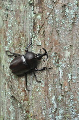 Beetle on the tree