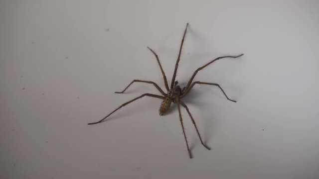 Menacing Shot Of A  Large House Spider Caught In A Bath Tub. Filmed In Slow Motion With Dramatic Lighting