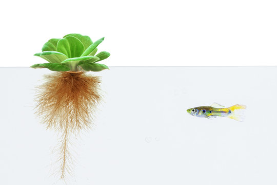 water lettuce and guppy fish on white background
