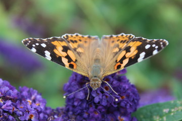 Schmetterlinge im Garten