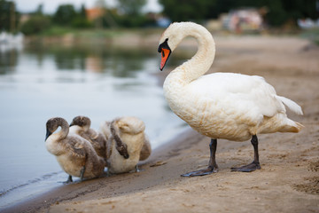 Family of swans on the shore