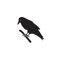 The black silhouette of a crow on a branch. Vector illustration on isolated background