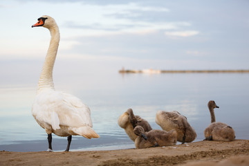 Family of swans on the shore