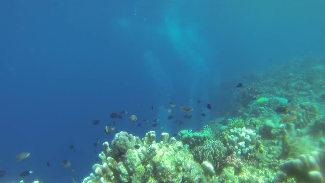 colorful reef underwater landscape with fishes and corals