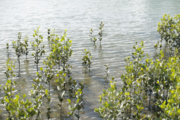 Coastal mangroves growing in the river estuary at Whangarei, New Zealand, NZ.