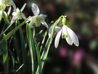 Snowdrops in the sun with selective focus on the foreground. Spring flowers.