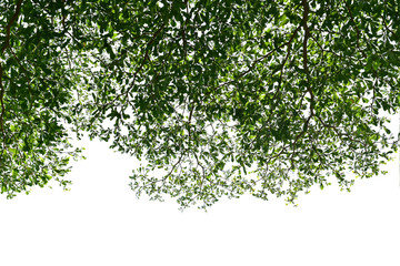 Fototapeta premium tree White background