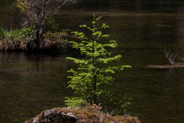 上高地、明神池