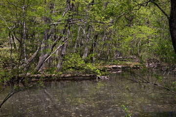 上高地、明神池
