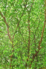 tree branch with leaves