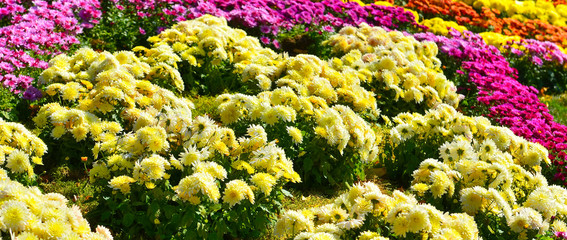 Chrysanthemums