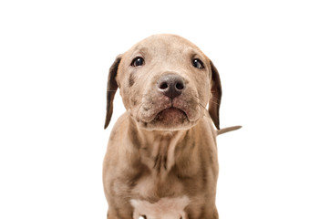Portrait of a curious puppy pit bull