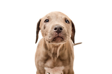 Portrait of a curious puppy pit bull