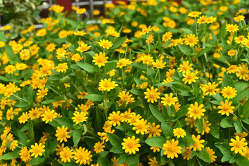 Obraz premium wedelia trilobata The yellow flowers that bloom simultaneously f