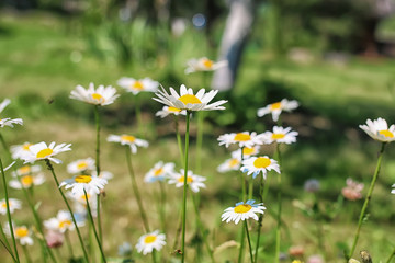 daisy bush flowering in summer