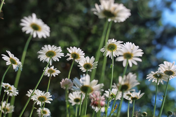 daisy bush flowering in summer