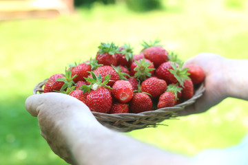 strawberries in a wicker basket in the hands