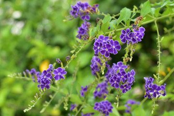 duranta. Duranta erecta flower