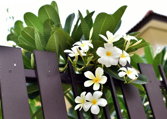 Frangipani tree