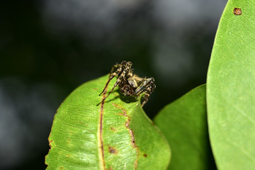 macro spider