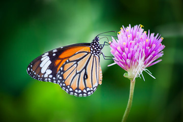 Obraz premium Butterflies in the garden flowers.