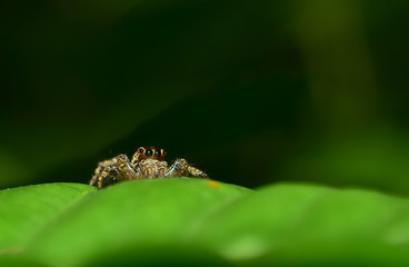 jumping spider. Macro. Small jump spider in the forest Thailand