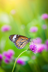 Butterflies in the garden flowers.