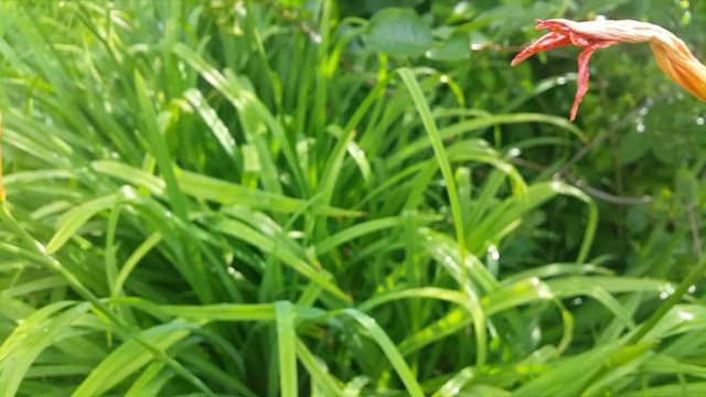 Orange Daylily. Flowers against green background