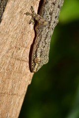 lizard looking (Chinese water dragon)